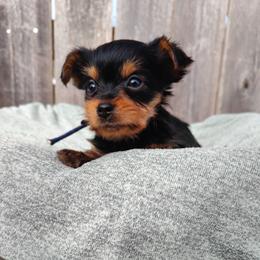 Royal Blue - Black and tan male Yorkshire Terrier puppy in Woodway, Texas from The Yorkie Empire