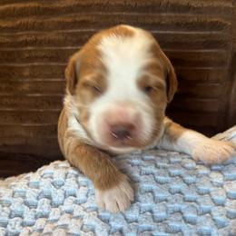 Bonfire - Red  male Goldendoodle puppy in Chino Valley, Arizona from Bass Creek Doodles