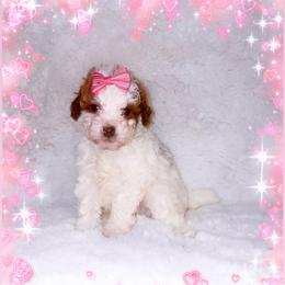 Latte - Parti female Poodle puppy in Kissimmee, Florida from Poodle Doodle Kennels