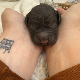 Nutcracker - Chocolate male Goldendoodle puppy in Lexington, North Carolina from Southern Grace Acres