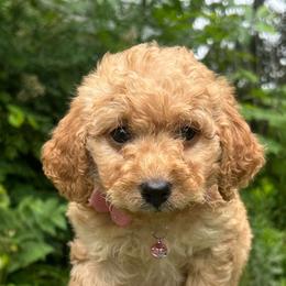 Cherry - Apricot female Goldendoodle puppy in Gaithersburg, Maryland from Barkins and Company