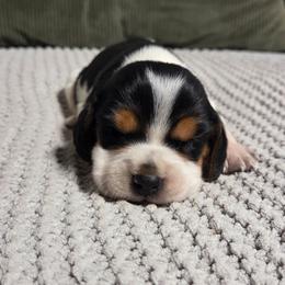 Sadie - Blue tan and white female Beagle puppy in Bunch, Oklahoma from Julie’s Jewels Puppies