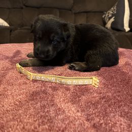 German Shepherd Puppies from He Reigns