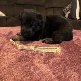 German Shepherd Puppies from He Reigns