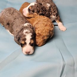 Aussiedoodle and Double Doodle Puppies from Parrish Precious Ones Texas