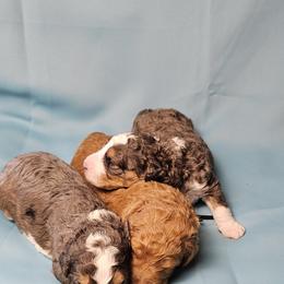 Aussiedoodle and Double Doodle Puppies from Parrish Precious Ones Texas
