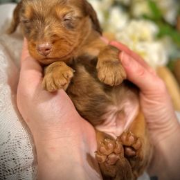 Boy 1 - Dapple Dachshund puppy in North Port, Florida from Jessica Louise Dachshunds