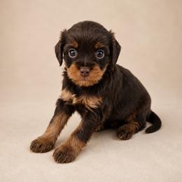 Scooby - Brown male Cavapoo puppy in Floyd, Virginia from Hearts and Paws Poodles and Doodles