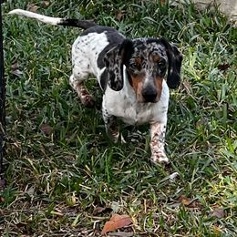 Blue Harrigill - Dachshund