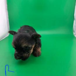 Rose - Black and tan female Yorkshire Terrier puppy in Hickory, Pennsylvania from Happy Tails Farms