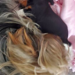 Yorkshire Terrier Puppies from Cottage House Yorkies, L.L.C.