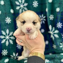 Teddy - Fawn male Pembroke Welsh Corgi puppy in Urbana, Ohio from Edgewood Farm and Kennel