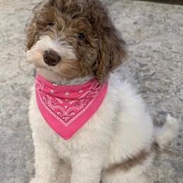 Stella - Merle female Bernedoodle puppy in Bells, North Carolina from Neighborhood Poodles & Doodles