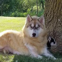 Mystic - Siberian Husky