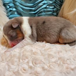 Girl 4 - female Australian Shepherd puppy in Olympia, Washington from Echelon Australian Shepherds