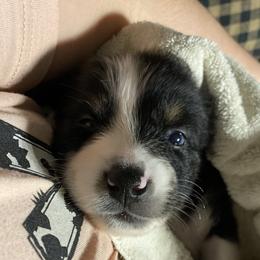 Australian Shepherd Puppies from Kent island Aussies