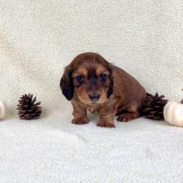 Sammy Salami - Sable female Dachshund puppy in Phelan, California from Desert Sunset Dachshunds