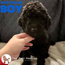 Poodle Puppies from The Rad Poodles