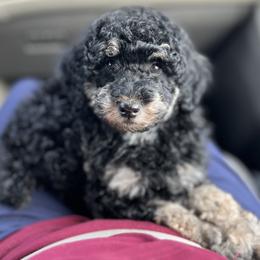 Ranger - Phantom male Poodle puppy in Liberty, Texas from Poodles and Doodles Most Excellent Adventures