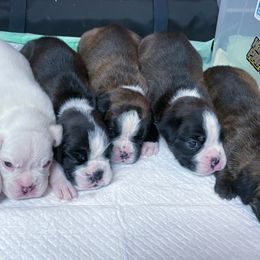 Boxer puppies from Supreme Euro Boxers