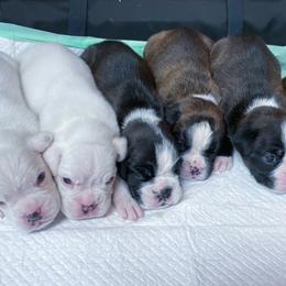 Boxer puppies from Supreme Euro Boxers
