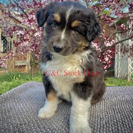 Australian Shepherd Puppies from C&C Ranch