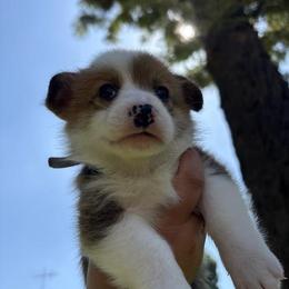 Dallas (AKC) - Red male Pembroke Welsh Corgi puppy in Loma Linda, California from Osorio’s Corgis