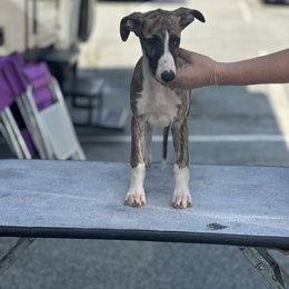 Boy 4 - Red brindle male Whippet puppy in Max Meadows, Virginia from RAJOPA WHIPPETS