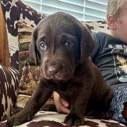 Godiva (pink collar) - Chocolate female Labrador Retriever puppy in Bandera, Texas from The Sugar & Spice Ranch Labrador Retrievers