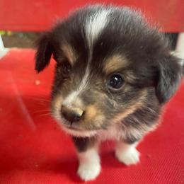 Boy L - Black tri male Toy Australian Shepherd puppy in Springfield, Missouri from Donnie's Miniature & Toy Australian Shepherds