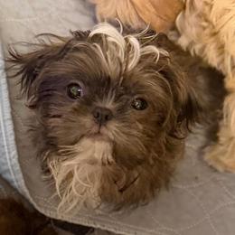 Darlene - Blue female Shih Tzu puppy in Victorville, California from RUMBLE n TUMBLE