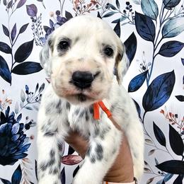 Orange - White and black male Dalmatian puppy in Gray, Georgia from Fuller Spots
