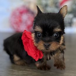 Rosie 1Lbs - Black and tan female Yorkshire Terrier puppy in Cape Coral, Florida from Ruby the poodle