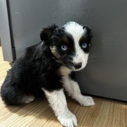 Ember - Black tri female Miniature Australian Shepherd puppy in Mill Spring, North Carolina from Adair Acres Aussies