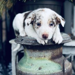 Trix x Latch - Girl 7 - Red merle - White and red merle female Border Collie puppy in Minden, Iowa from Rocking N Registered Border Collies & Labradors