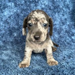 Blue Dapple Female - Dapple female Dachshund puppy in George West, Texas from Rockin M Kennel