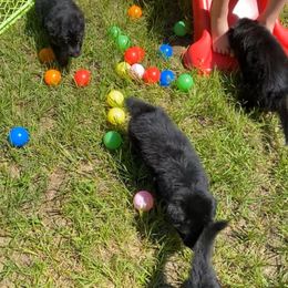 German Shepherd Puppies from Bell’s Shepherd Acres