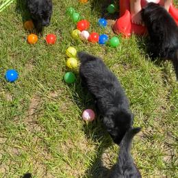 German Shepherd Puppies from Bell’s Shepherd Acres
