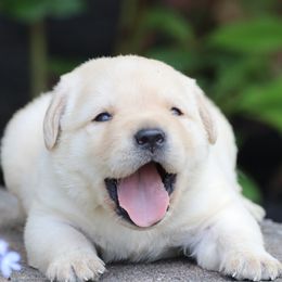 Labrador Retriever Puppies from Briar Hill Labradors PA 12145