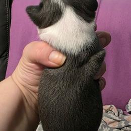 Toffee - Blue male Boston Terrier puppy in Columbus, Ohio from Bryn's AKC Bostons
