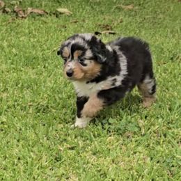 Girl 1 - Blue merle female Australian Shepherd puppy in Azusa, California from Pawfectly Aussies