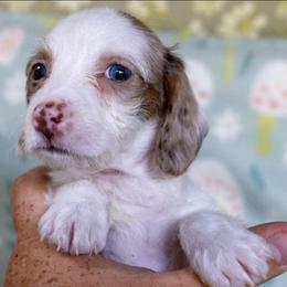 Willow - Piebald female Dachshund puppy in Maynardville, Tennessee from Grecian Kennel