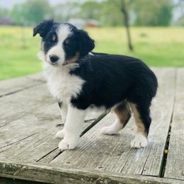 Australian Shepherd Puppies from Real McCoy Australian Shepherds