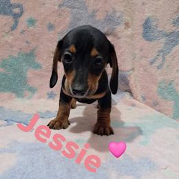 Jessie - Black and tan female Dachshund puppy in Branford, Florida from Mbjs Doxies and chihuahuas