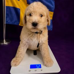 Rosie Sweden - Apricot female Goldendoodle puppy in Houston, Texas from Were The Mack'Doodles