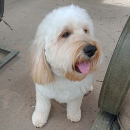 Corky - Goldendoodle