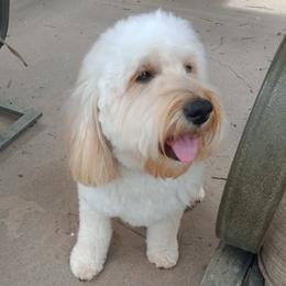 Corky - Goldendoodle