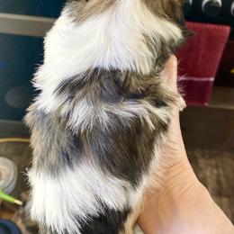 Shih Tzu Puppies from Willow Lane Shih Tzus