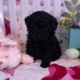 Ebony - Black female Poodle puppy in Buckeye, Arizona from Romano Juarez Puppies