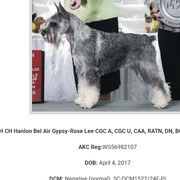 Gypsy - Standard Schnauzer
